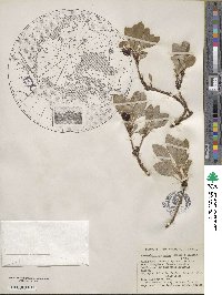 Arctostaphylos rubra image