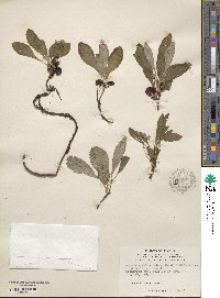 Arctostaphylos rubra image