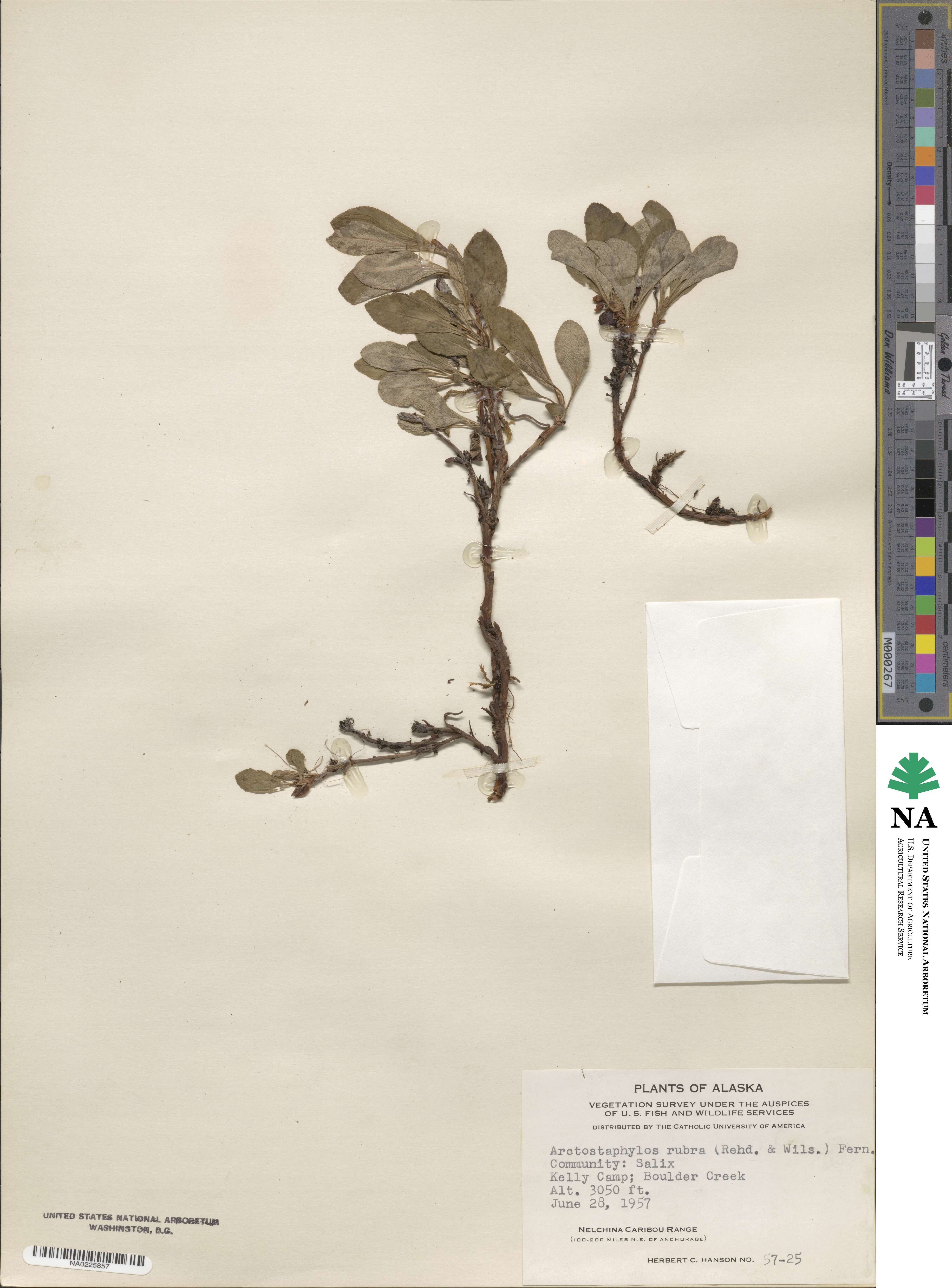 Arctostaphylos rubra image