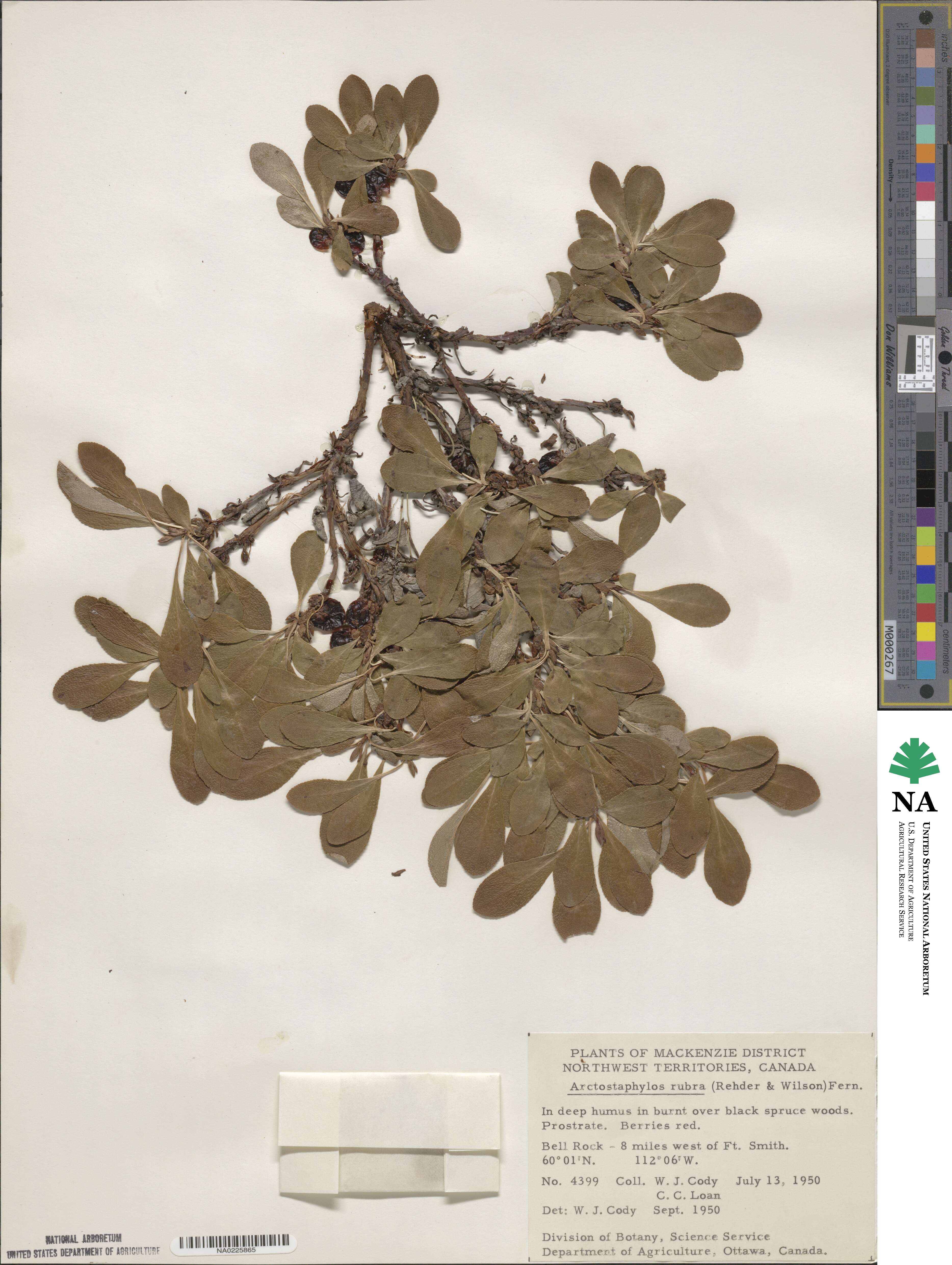 Arctostaphylos rubra image