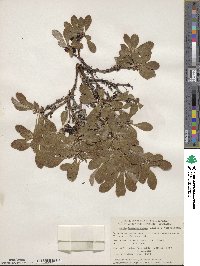 Arctostaphylos rubra image