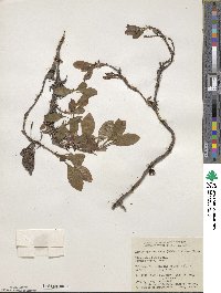 Arctostaphylos rubra image