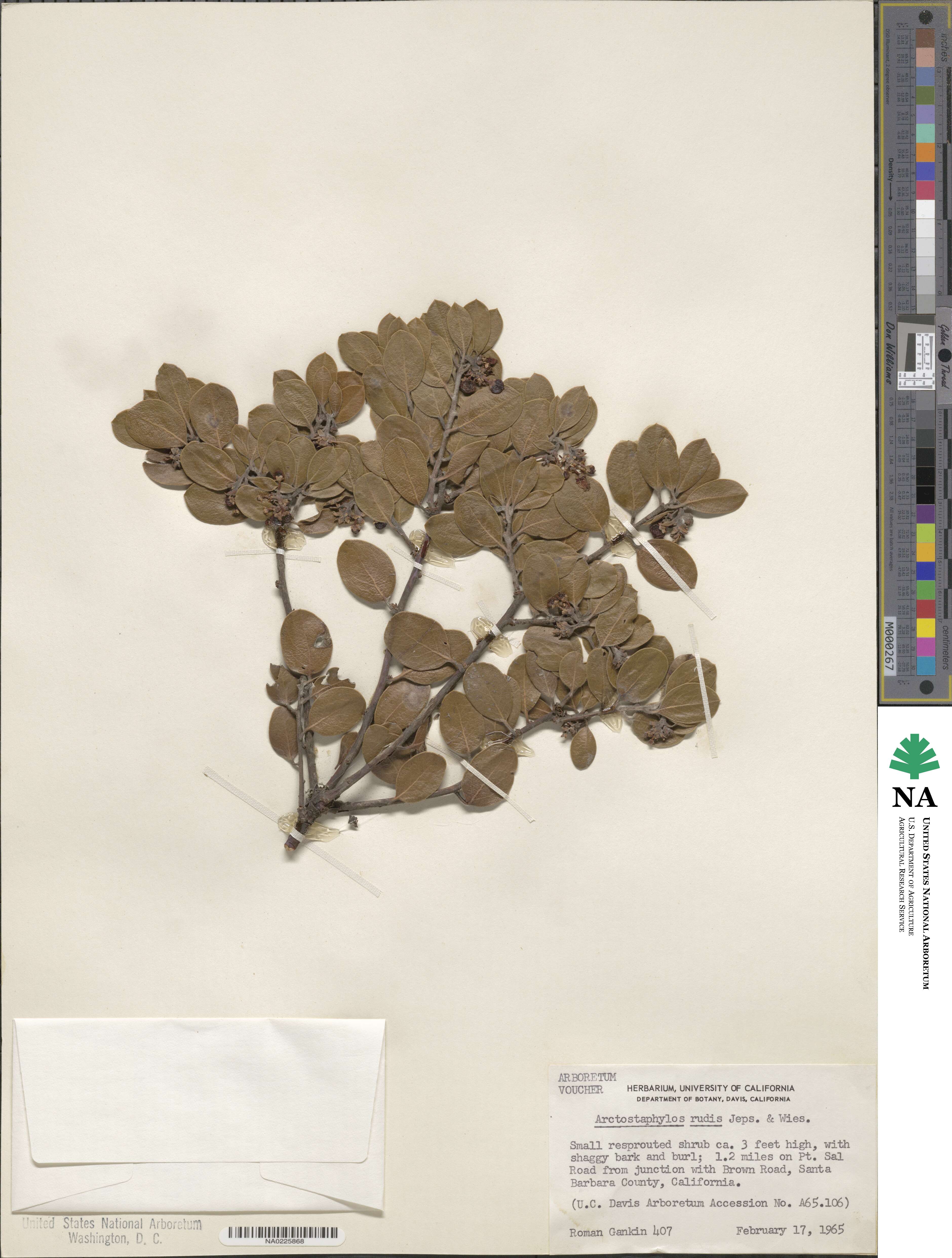 Arctostaphylos rudis image