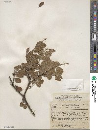 Arctostaphylos rudis image