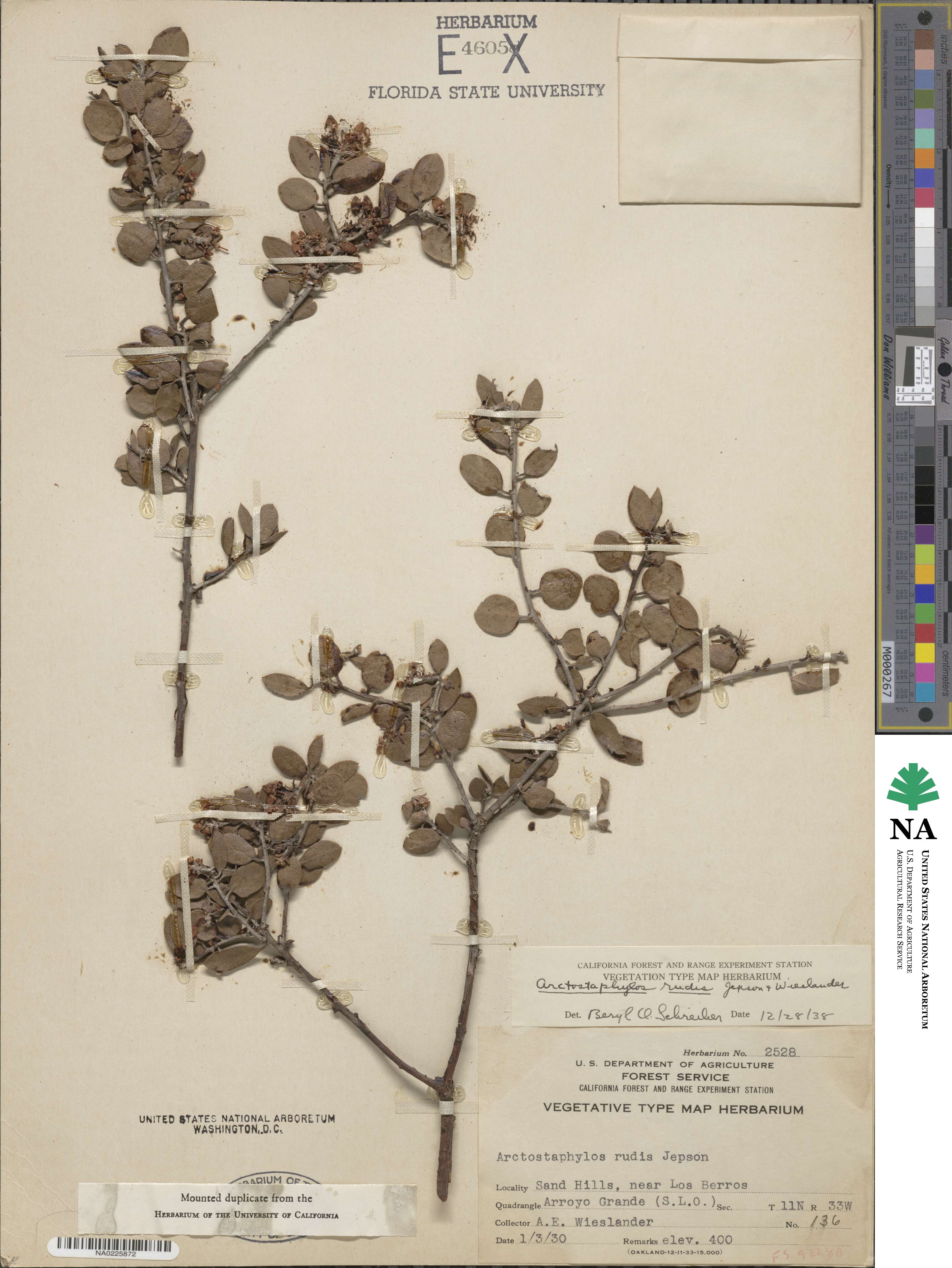 Arctostaphylos rudis image