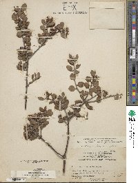 Arctostaphylos rudis image