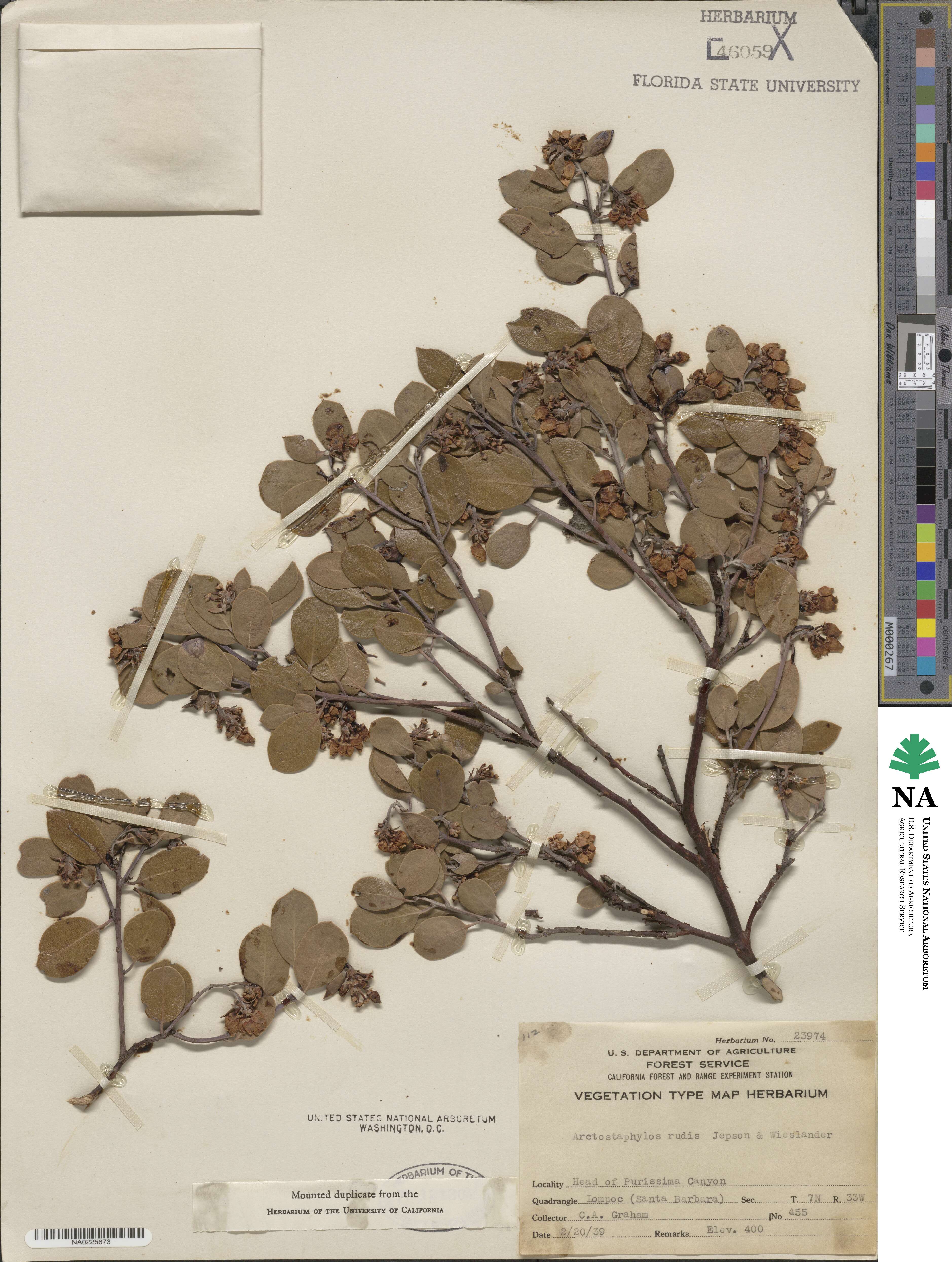 Arctostaphylos rudis image