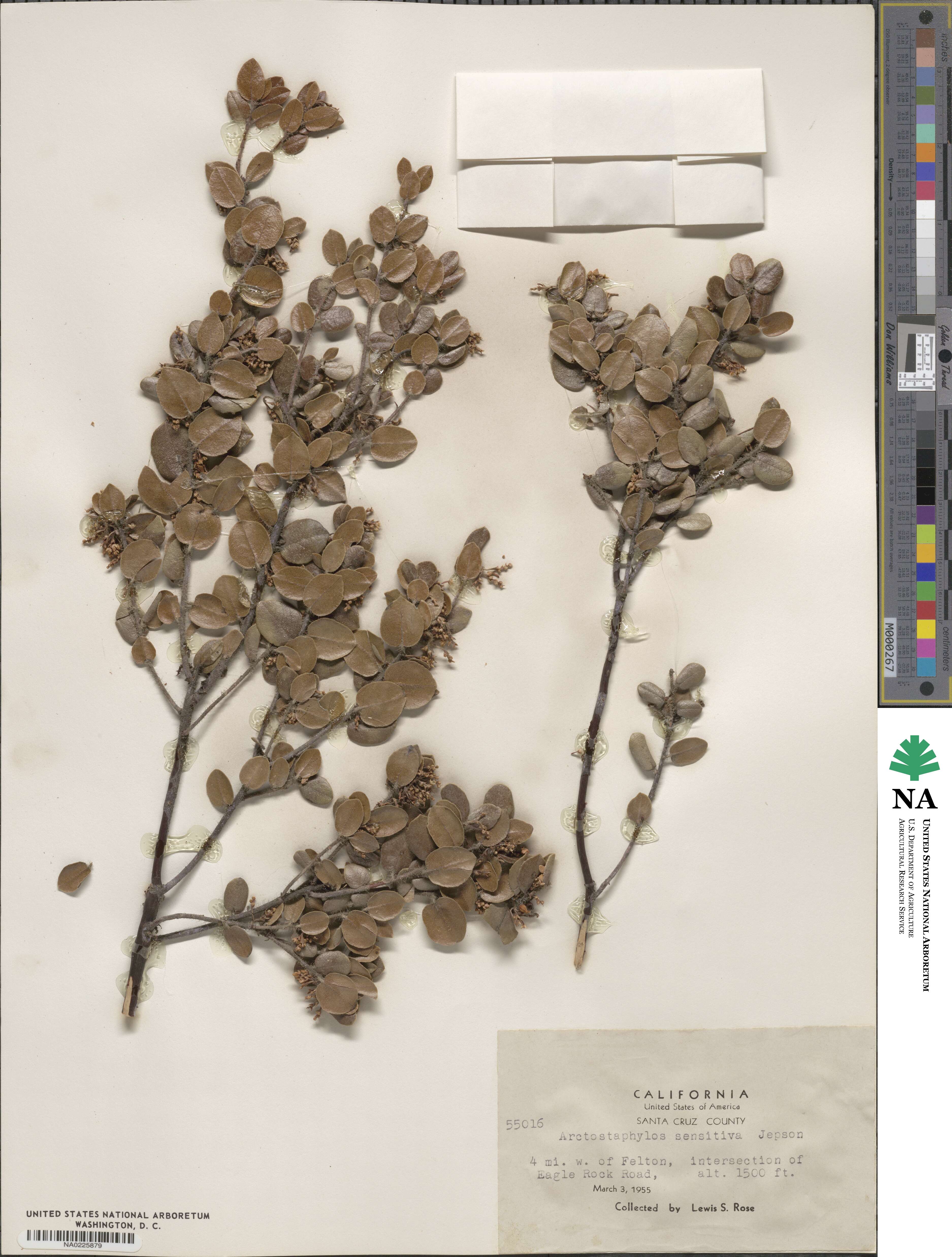 Arctostaphylos nummularia subsp. nummularia image