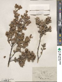 Arctostaphylos nummularia image