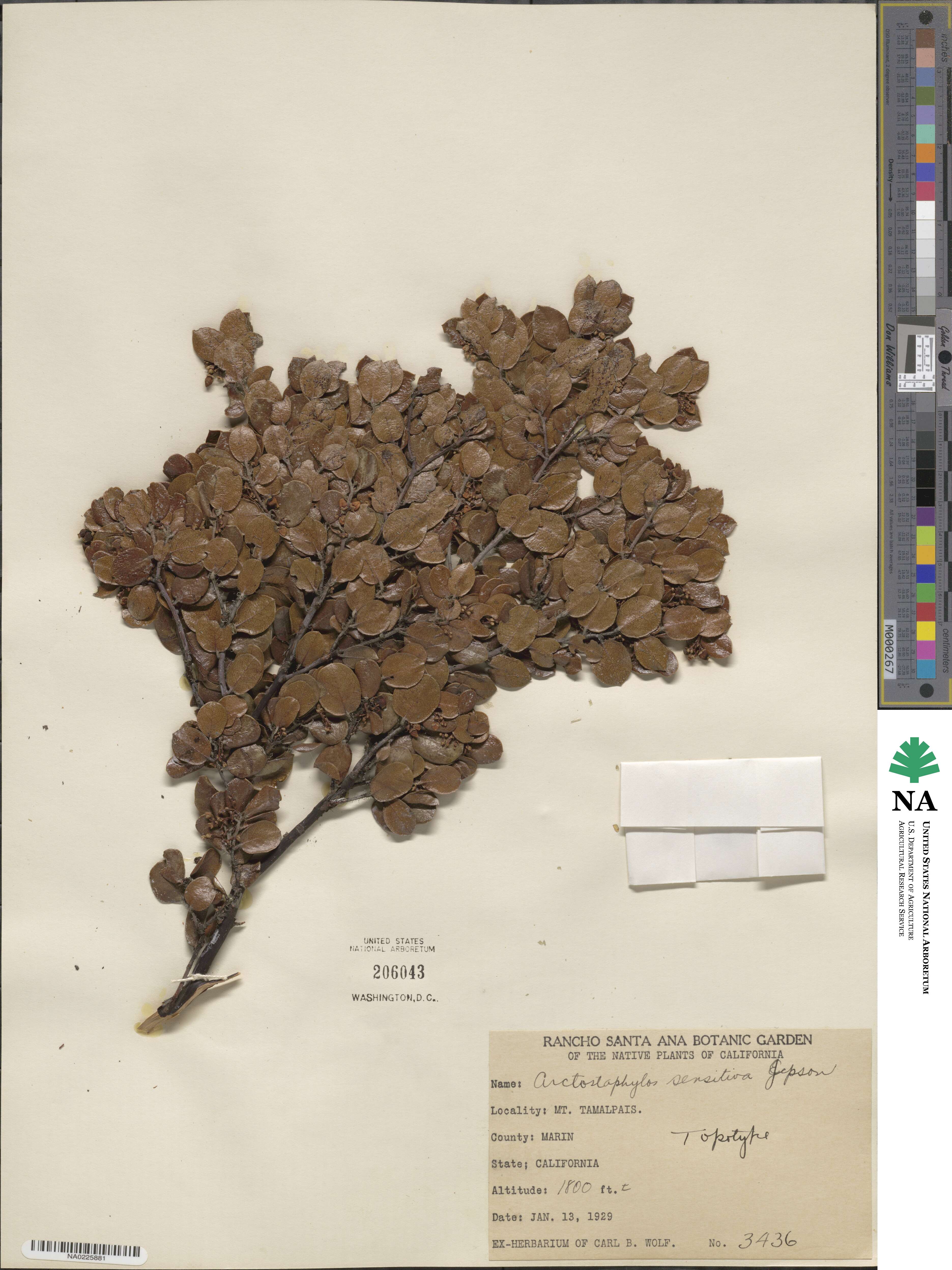Arctostaphylos nummularia subsp. nummularia image