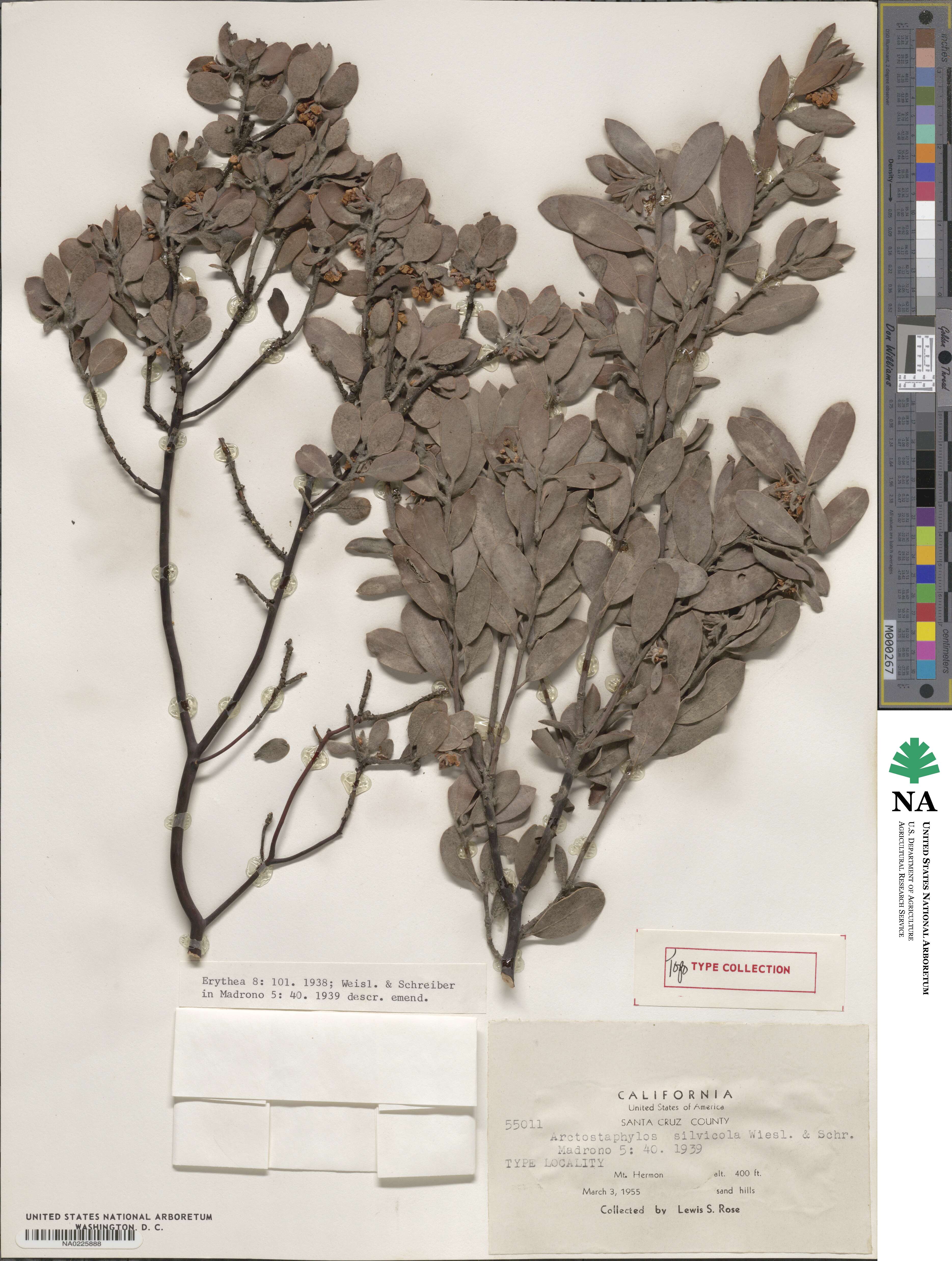 Arctostaphylos silvicola image
