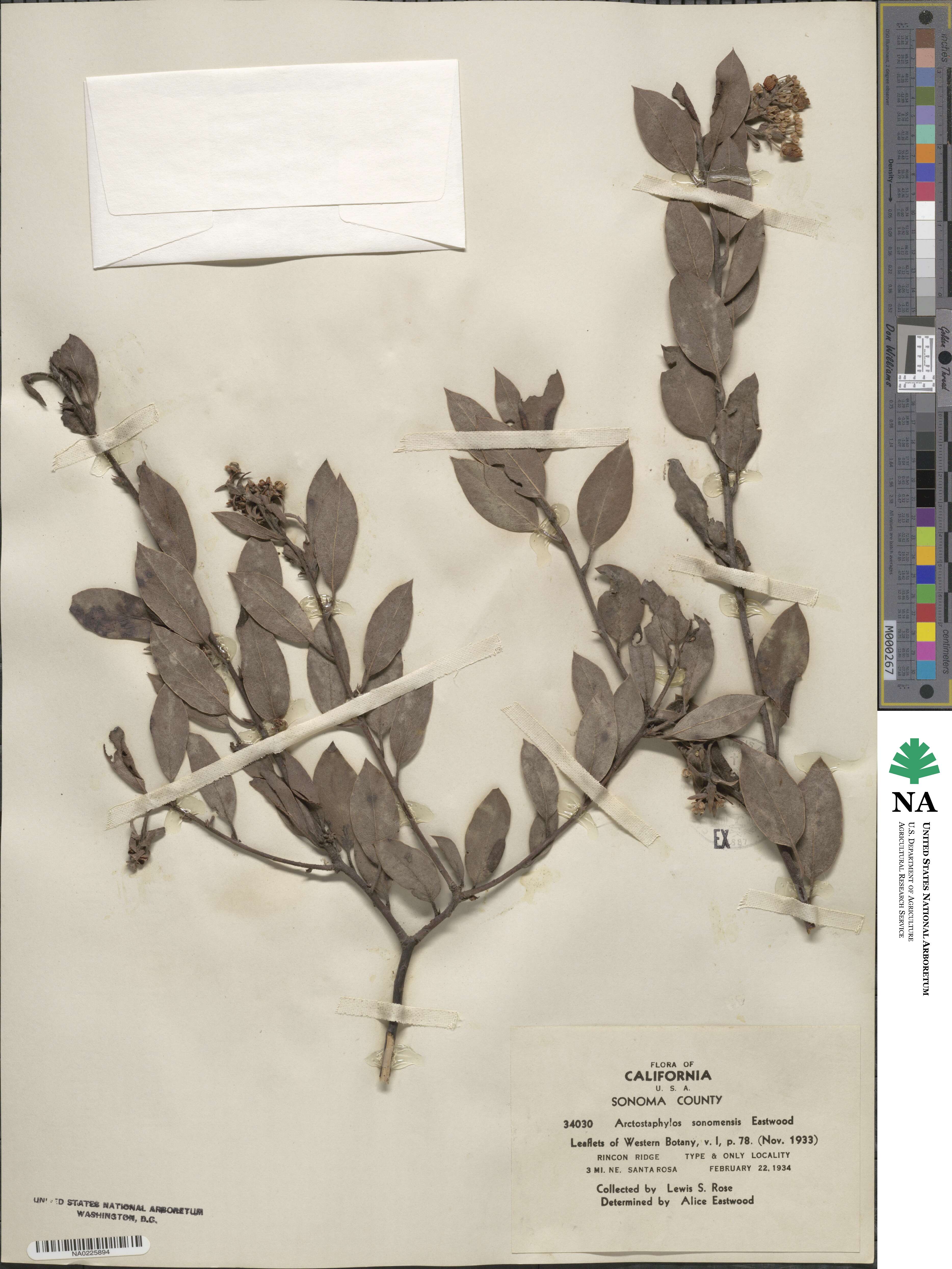 Arctostaphylos canescens subsp. sonomensis image