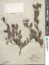 Arctostaphylos canescens subsp. sonomensis image