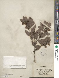 Arctostaphylos canescens subsp. sonomensis image