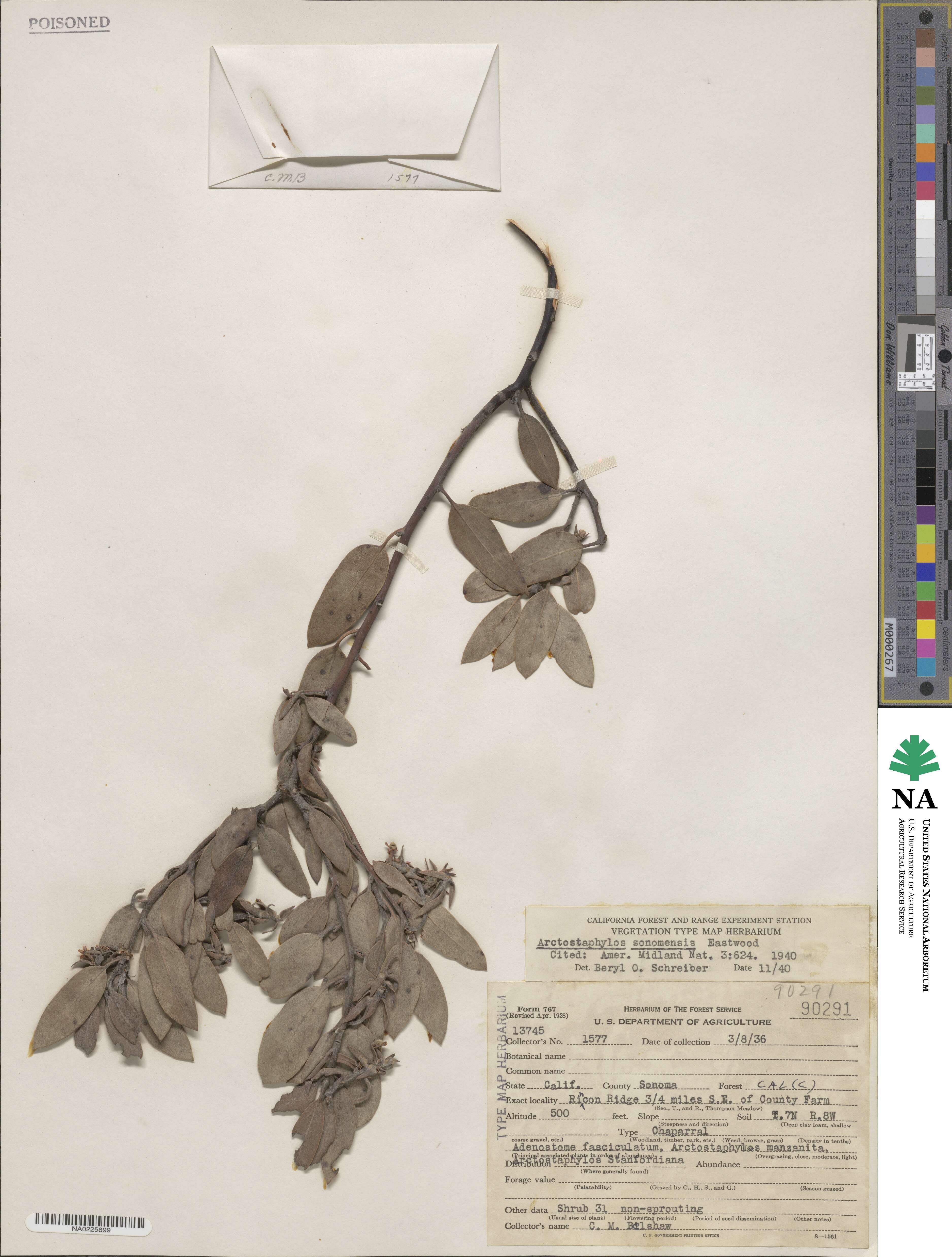 Arctostaphylos canescens subsp. sonomensis image