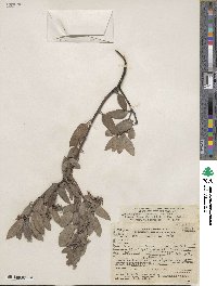 Arctostaphylos canescens subsp. sonomensis image