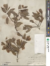 Arctostaphylos stanfordiana image