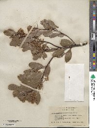 Arctostaphylos stanfordiana image