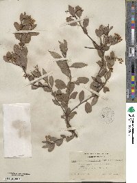 Arctostaphylos stanfordiana image