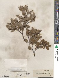 Arctostaphylos stanfordiana image