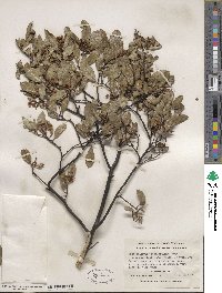 Arctostaphylos stanfordiana image