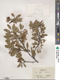 Arctostaphylos stanfordiana image