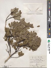 Arctostaphylos stanfordiana image