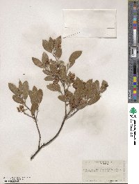 Arctostaphylos stanfordiana image