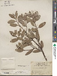 Arctostaphylos stanfordiana image