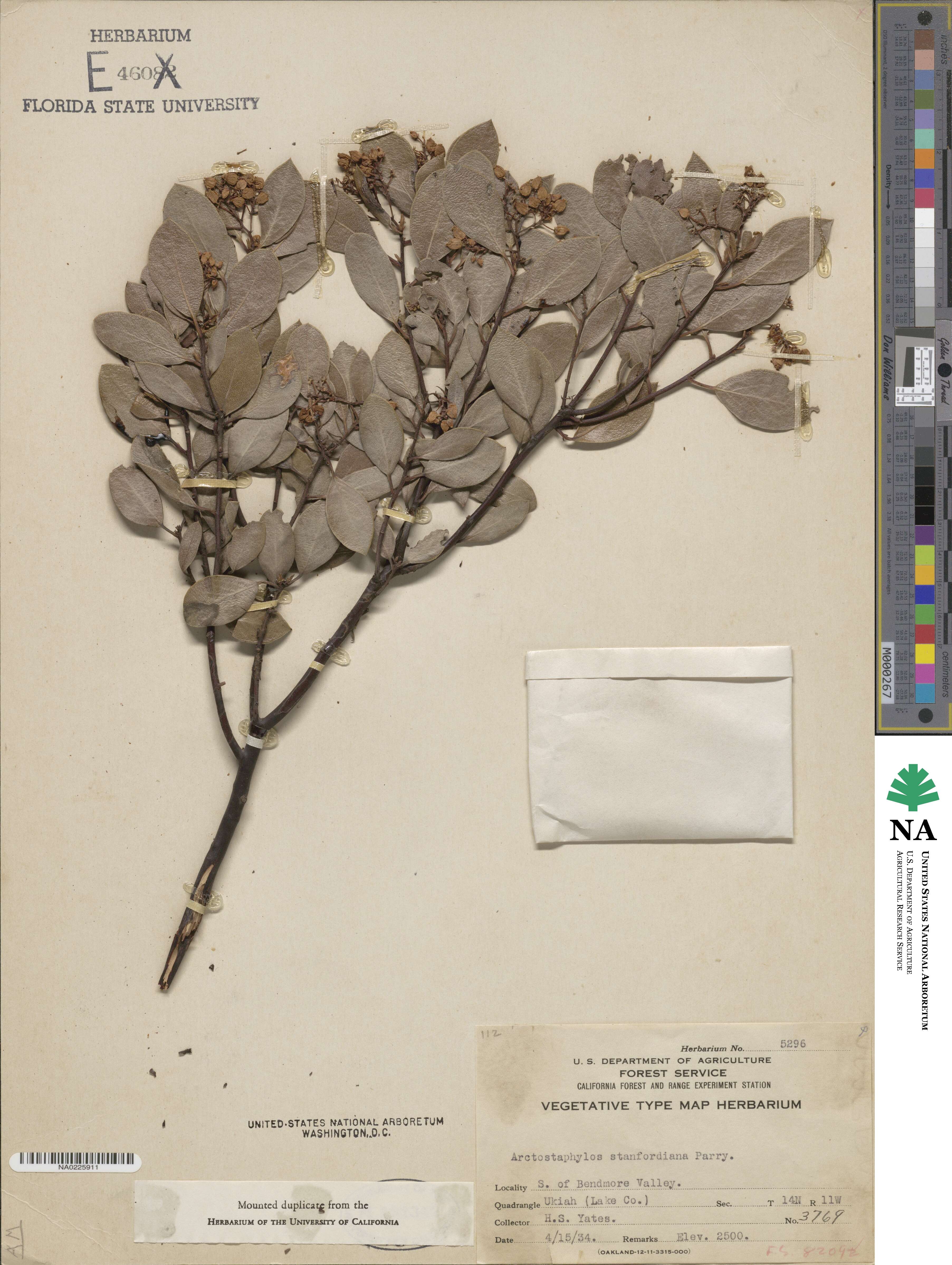 Arctostaphylos stanfordiana image