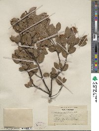 Arctostaphylos stanfordiana image