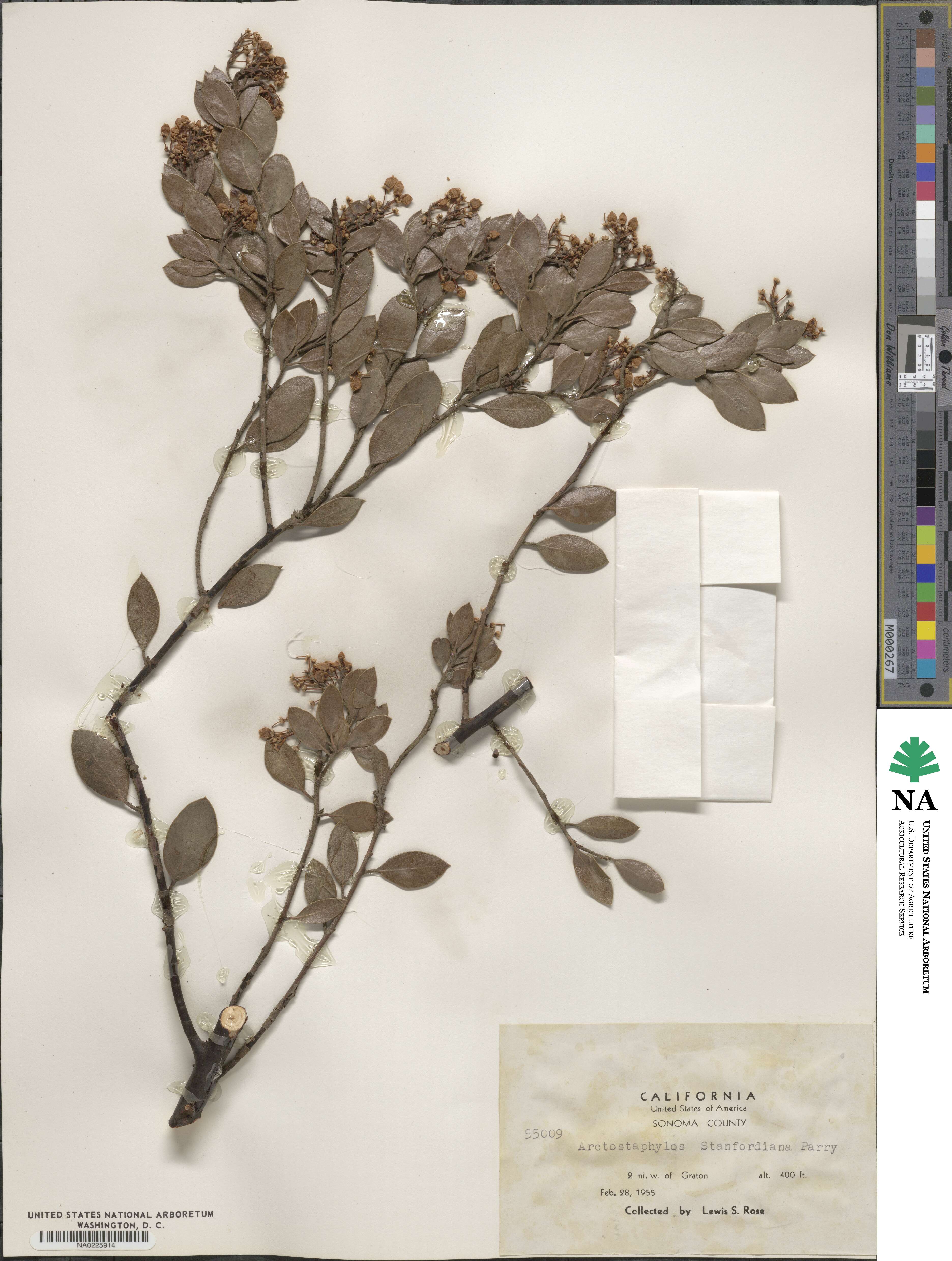 Arctostaphylos stanfordiana image