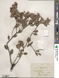 Arctostaphylos stanfordiana image