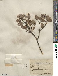 Arctostaphylos stanfordiana image