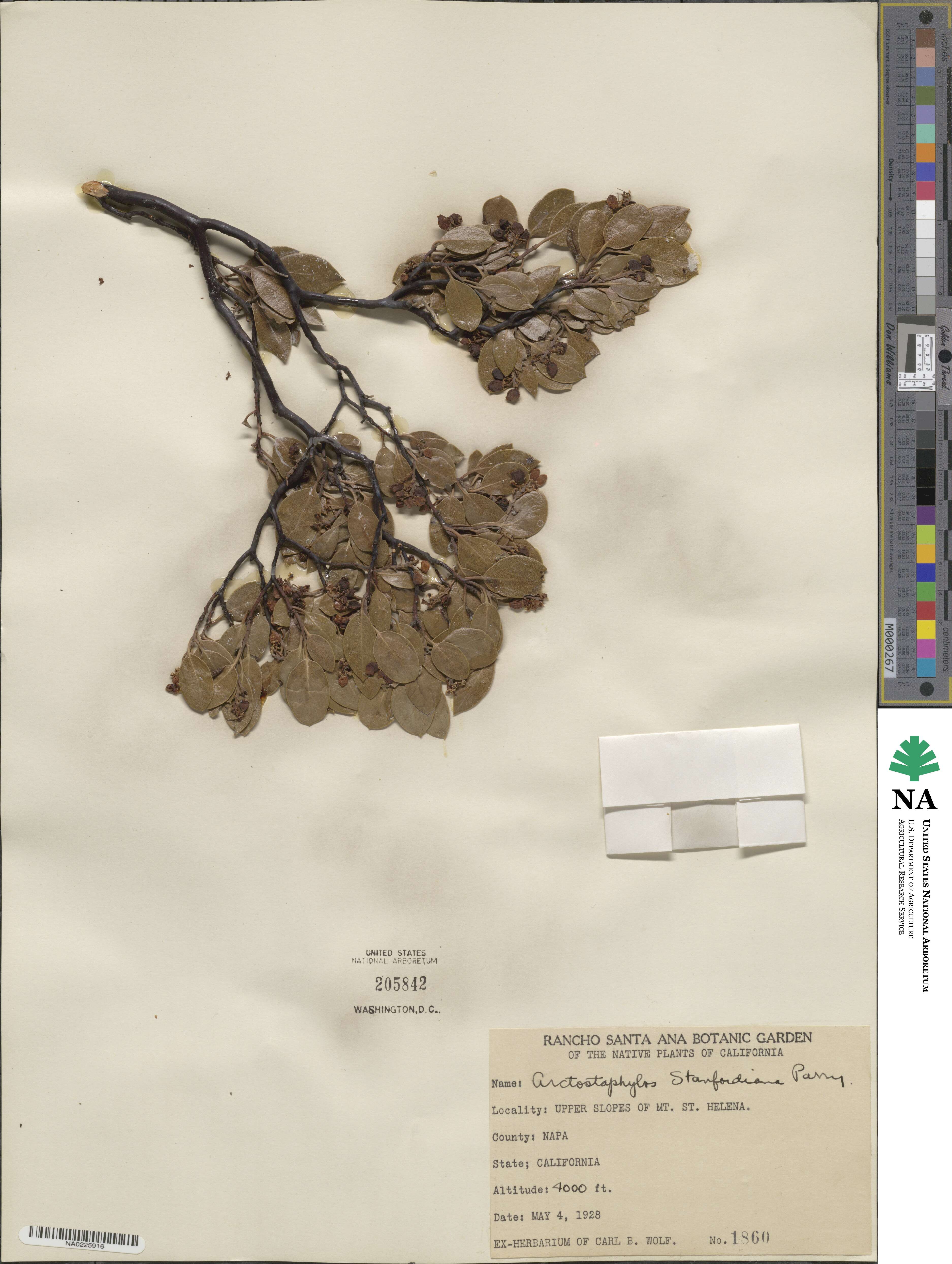 Arctostaphylos stanfordiana image