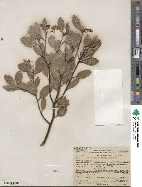 Arctostaphylos stanfordiana image