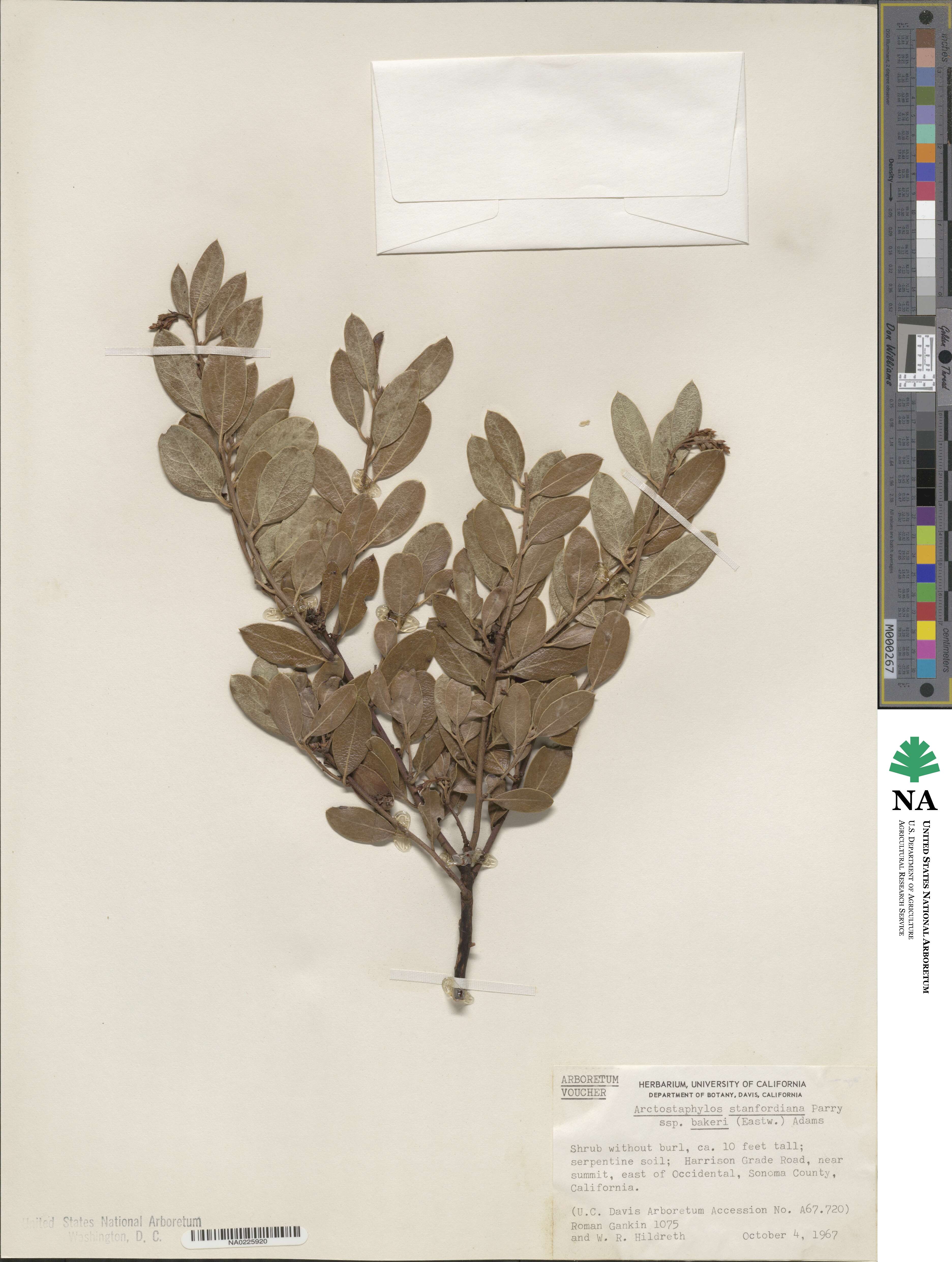 Arctostaphylos stanfordiana subsp. bakeri image