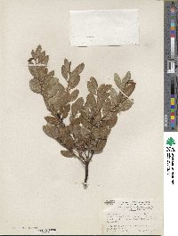 Arctostaphylos stanfordiana subsp. bakeri image