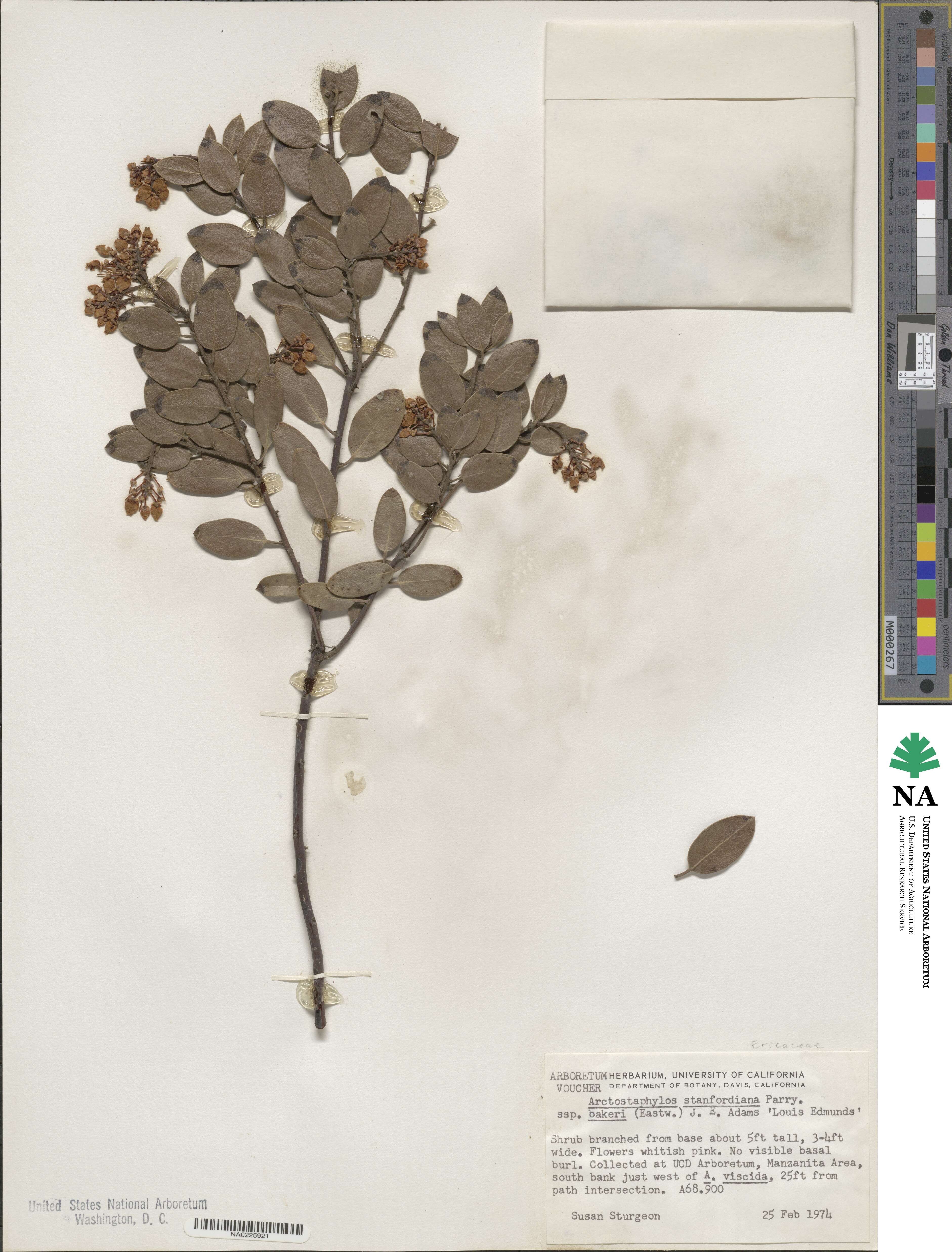 Arctostaphylos stanfordiana subsp. bakeri image