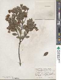 Arctostaphylos stanfordiana image