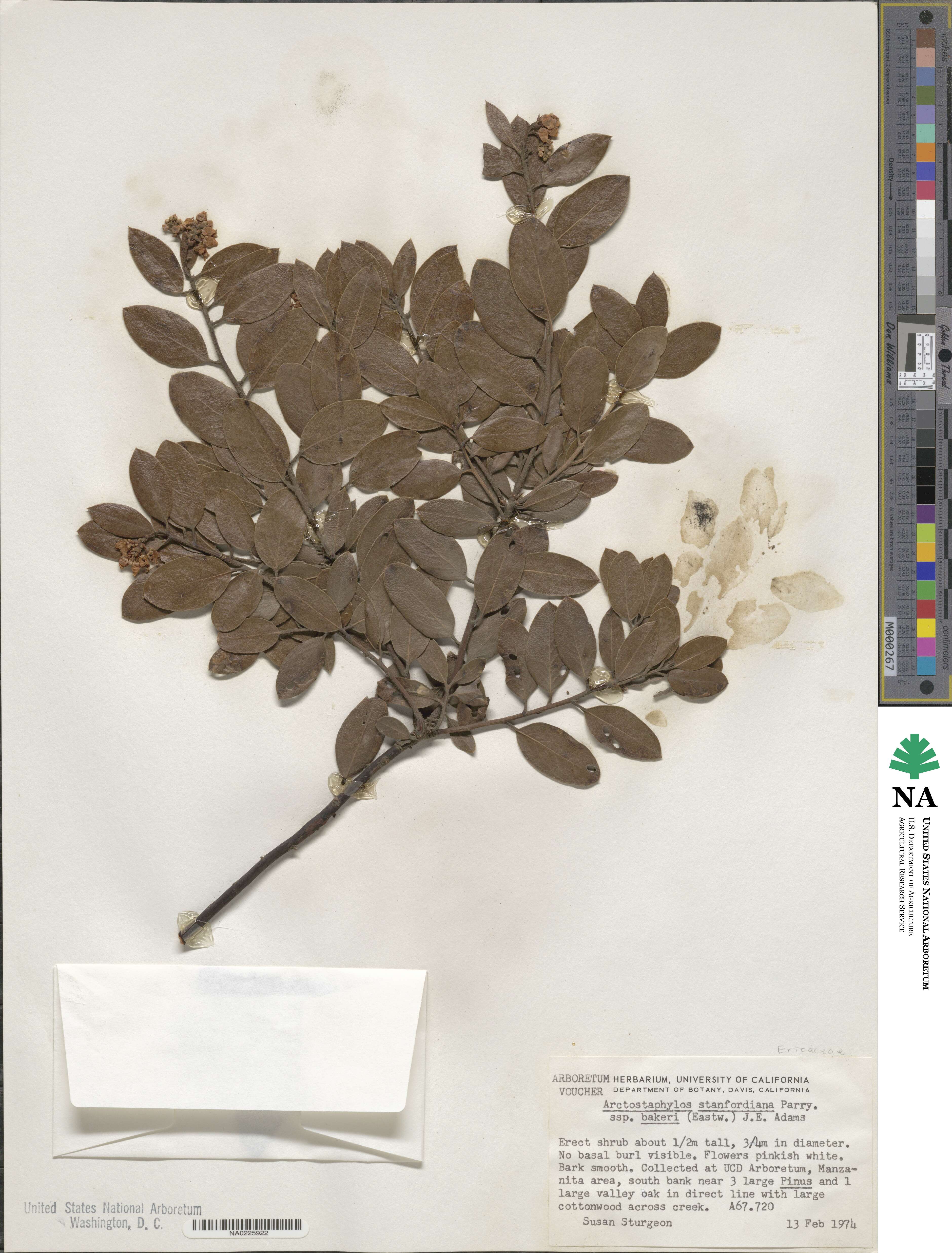 Arctostaphylos stanfordiana subsp. bakeri image