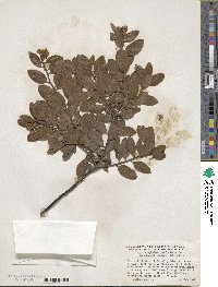 Arctostaphylos stanfordiana subsp. bakeri image