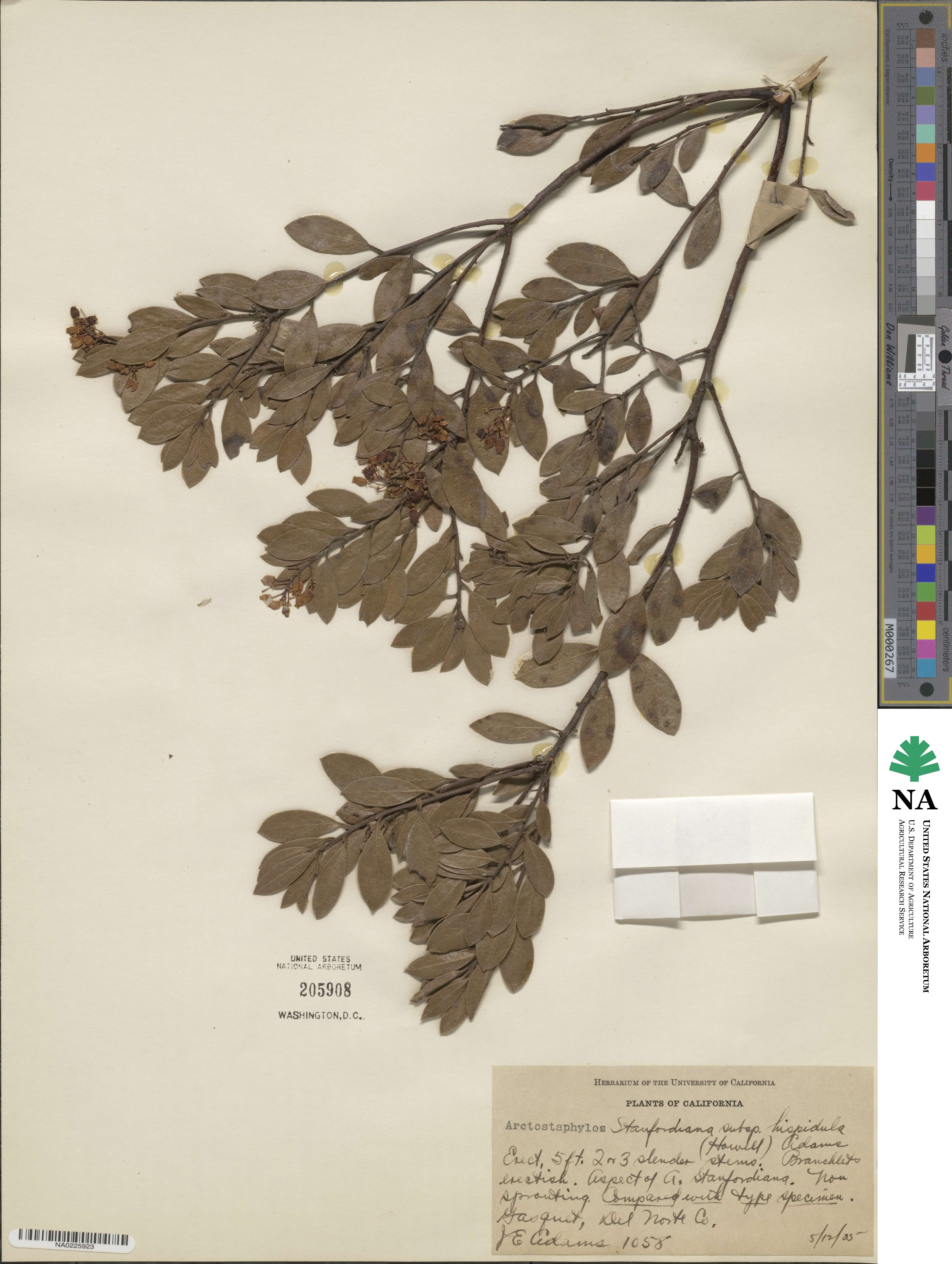 Arctostaphylos hispidula image