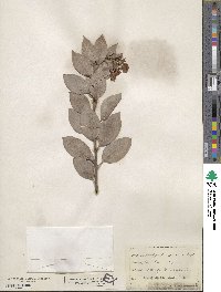 Arctostaphylos tomentosa image