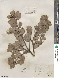 Arctostaphylos tomentosa image