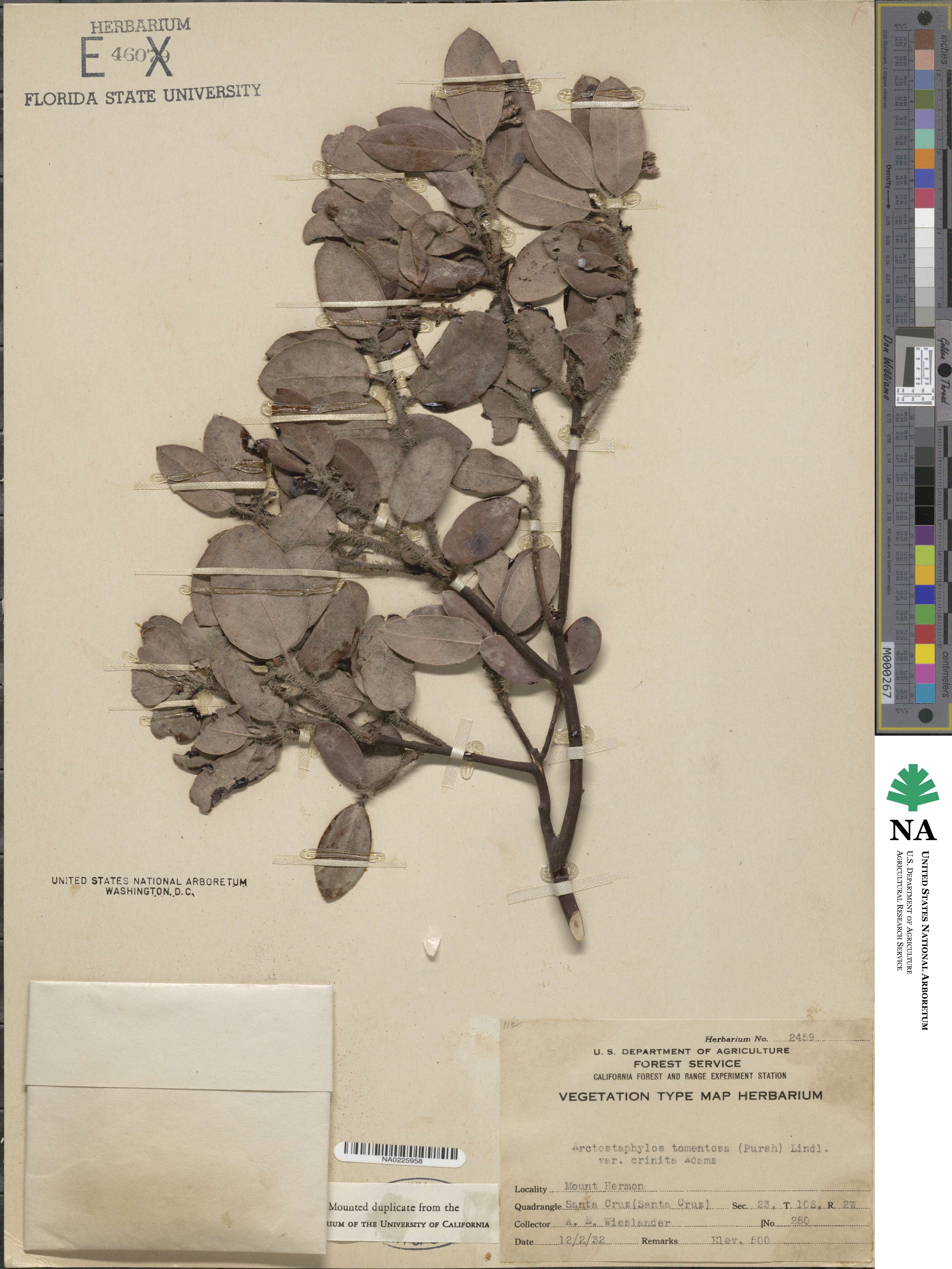 Arctostaphylos crustacea subsp. crinita image