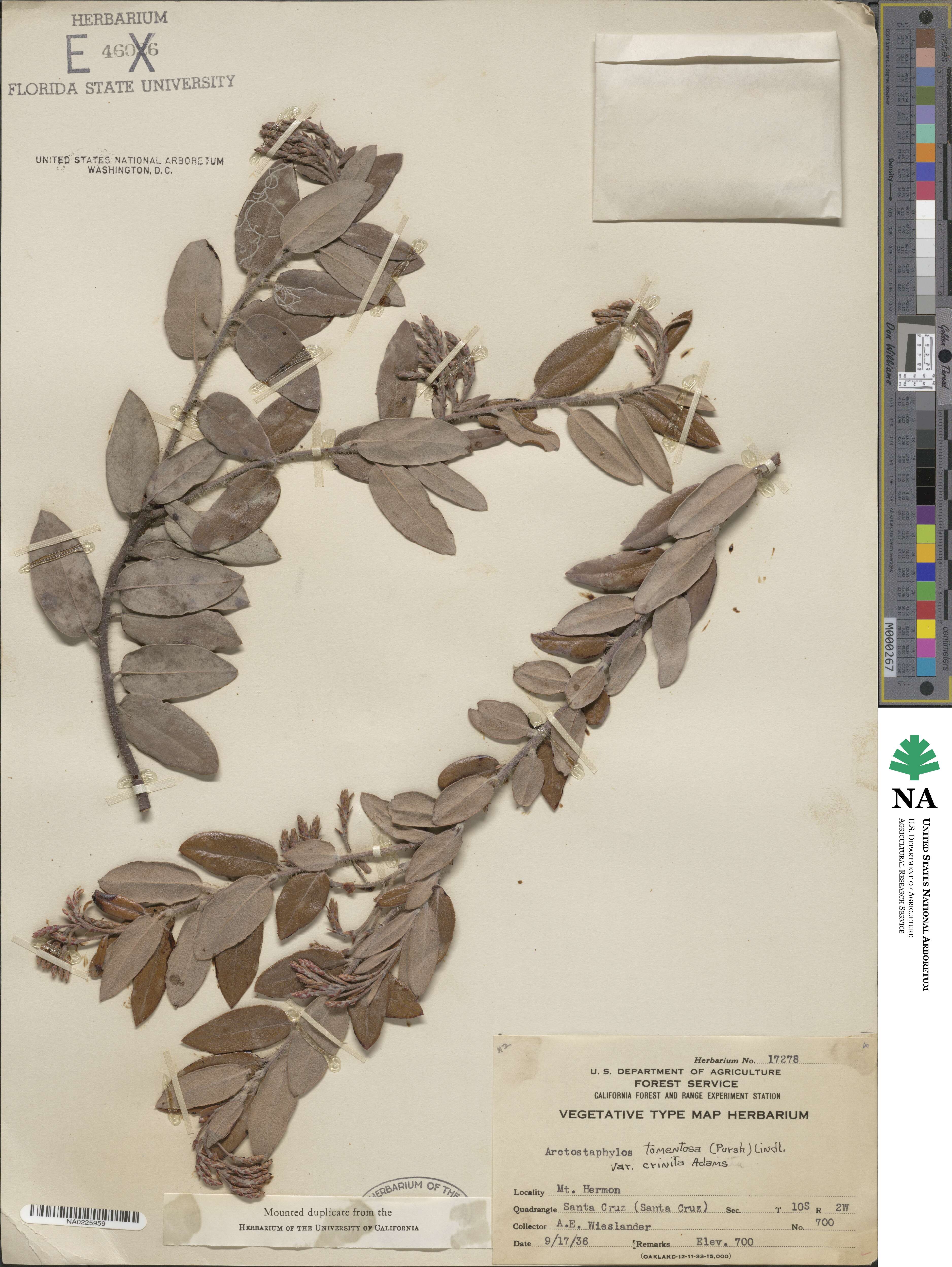 Arctostaphylos crustacea subsp. crinita image