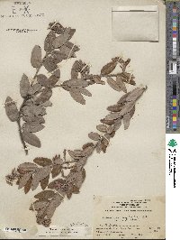 Arctostaphylos crustacea subsp. crinita image