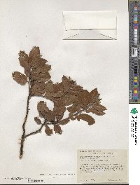 Arctostaphylos crustacea subsp. rosei image