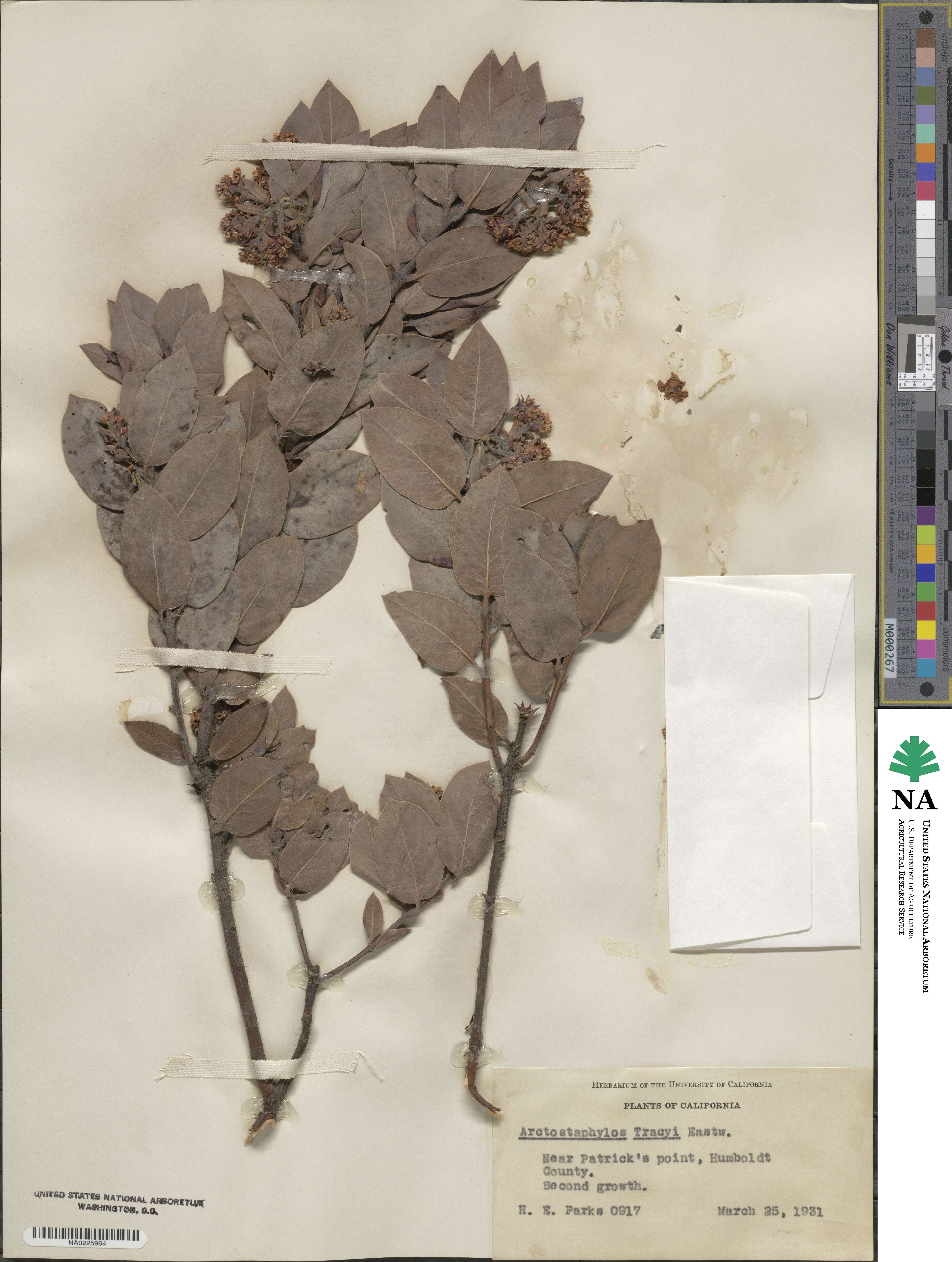 Arctostaphylos columbiana image